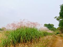 -良渚古城遗址公园