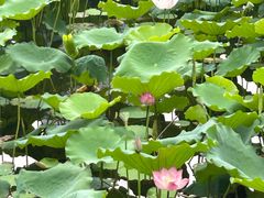 -荔湾湖公园