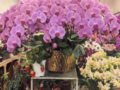 -双季花艺园艺市场(浦东店)