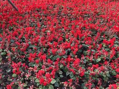 -上海市龙华烈士陵园