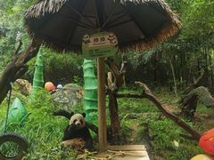 -广州长隆野生动物世界
