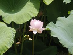 -龙头寺公园