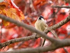 -农园餐厅(北京大学店)