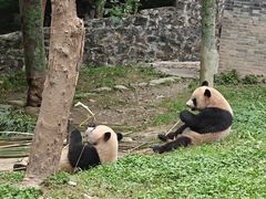-都江堰中华大熊猫苑