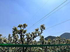-树山生态村