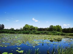 -大兴滨河森林公园