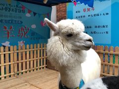 -佟小曼手工茶饼坊(鼓浪屿1店)