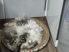 -十年猫舍·猫咪专门店(普陀店)