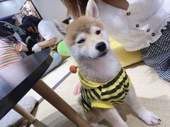 -逗柴咖啡屋·狗咖猫咖宠物桌游