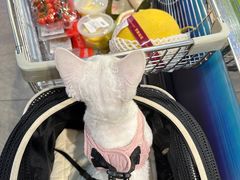 -小猫来了·猫舍(红山六九七九店)