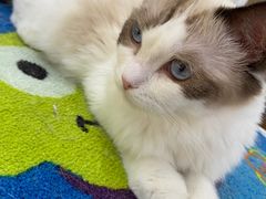 -COLOR PETS 撸猫馆·购猫·猫咖(长风大悦城店)