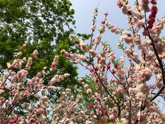 -南汇桃花村