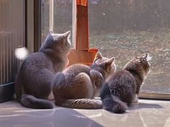 -小猫来了猫舍(福田店)