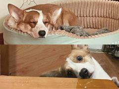 -宠颐生宠物医院·犬猫全科·皮肤科(商业街店)