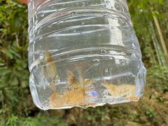 -黄埔油麻山森林公园