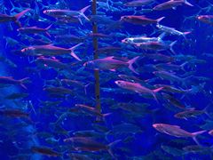 -成都浩海立方海洋公园