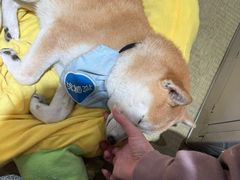 -逗柴咖啡屋·狗咖猫咖宠物桌游