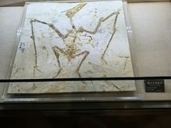 -安徽省地质博物馆