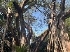 -瑞丽独树成林风景区