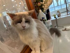 -共舞时光猫咖·狗咖(新街口店)