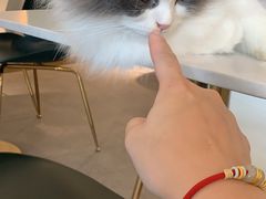 -飞行喵MR PILOT|猫舍·猫咖(静安大融城店)