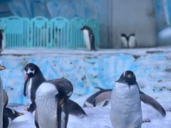 -海合安青岛极地海洋公园