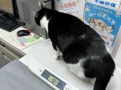 -宠物星动物医院·眼科·异宠·猫科(江南大道总院)