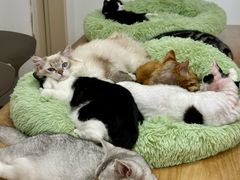 -有喵·猫咖·狗咖·30几只猫10只小狗(岗厦店)