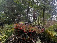 -墨尔本皇家植物园