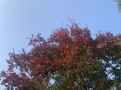 -香山公园