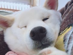 -豆柴町-柴犬主题狗咖(红鼎国际C座店)