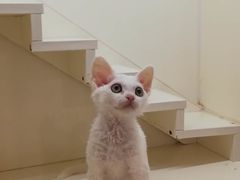 -十年猫舍·猫咪专门店(普陀店)