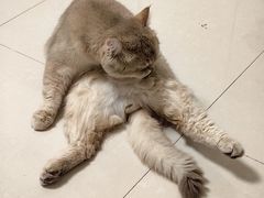 -爱洗澡的猫(天河路店)