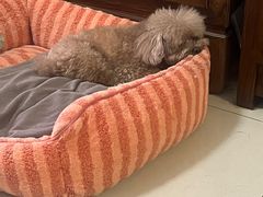 -美联众合动物医院·24h京西诊疗中心