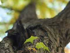 -三里屯东五街银杏大道