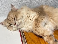 -琪喵猫屋·撸猫猫咖·猫舍