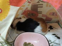 -北京观赏动物医院·24小时大型综合·猫专科·异宠专科