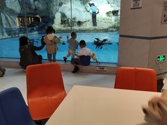 -帝企鹅自助餐厅•儿童岛•真企鹅(长隆企鹅酒店)