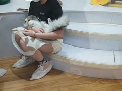 -COLOR PETS 撸猫馆·购猫·猫咖(长风大悦城店)