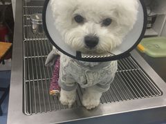 -伟伟宠物医院·CT影像中心·瑞派犬猫综合性门诊(汉口总院)