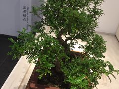 -盆景园(扬州大运河文化旅游度假区)