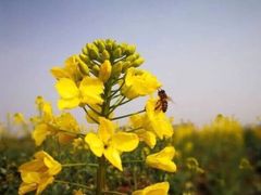 -三圣花乡旅游区