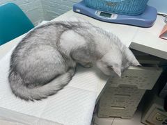 -纳吉亚猫专科动物医院博雅分院