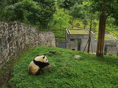 -都江堰中华大熊猫苑