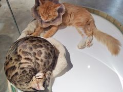 -more than meow吴止猫主题餐厅(承德 中船汇店)