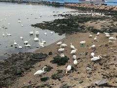 -烟墩角天鹅湖