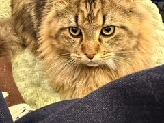 -伟伟宠物医院·瑞派猫友好医院·猫科(光谷店)