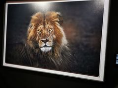 -罗红摄影艺术馆