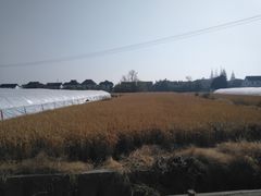 -小鱼草莓采摘园农家乐·小鱼餐厅