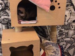 -猫小院猫主题餐厅(三里屯店)